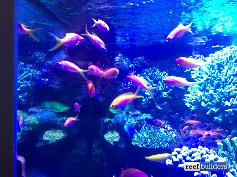 One of the schools of Anthias with a femininus wrasse in their midst