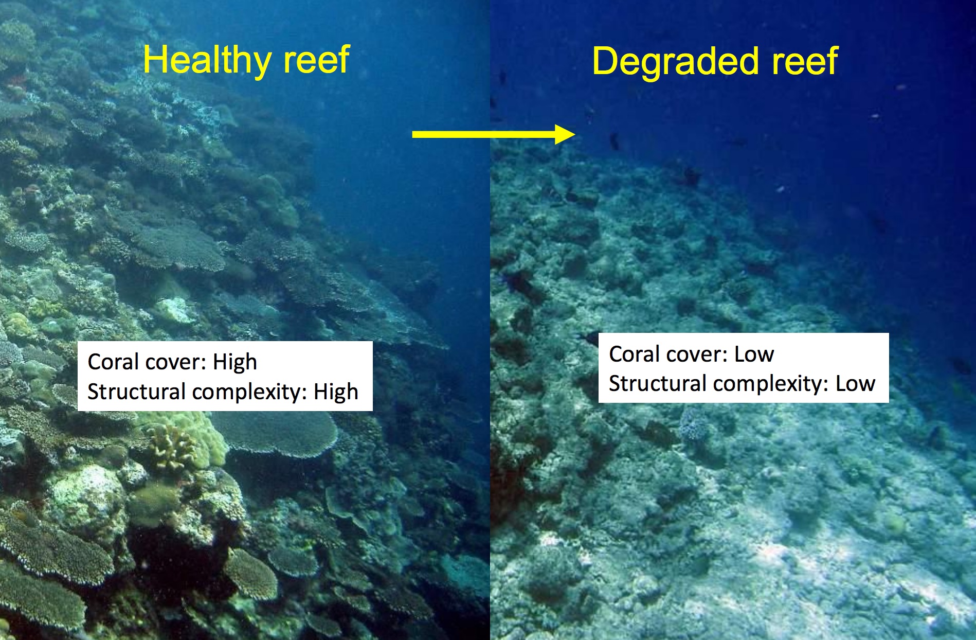 degraded-reef-james-guest