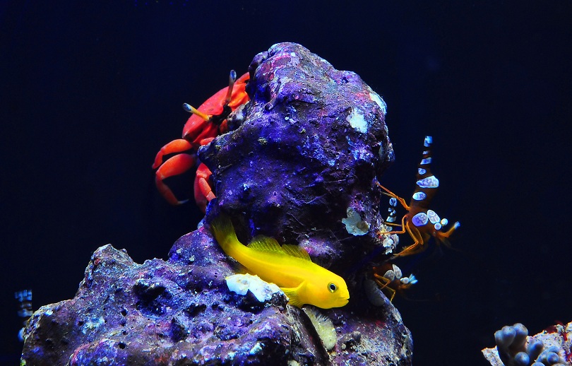 Small reef best sale tank fish