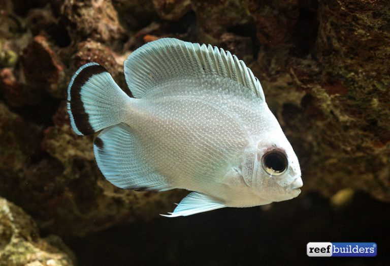 Ghost Bandit Angelfish is a Captive Bred Miracle | Reef Builders | The ...