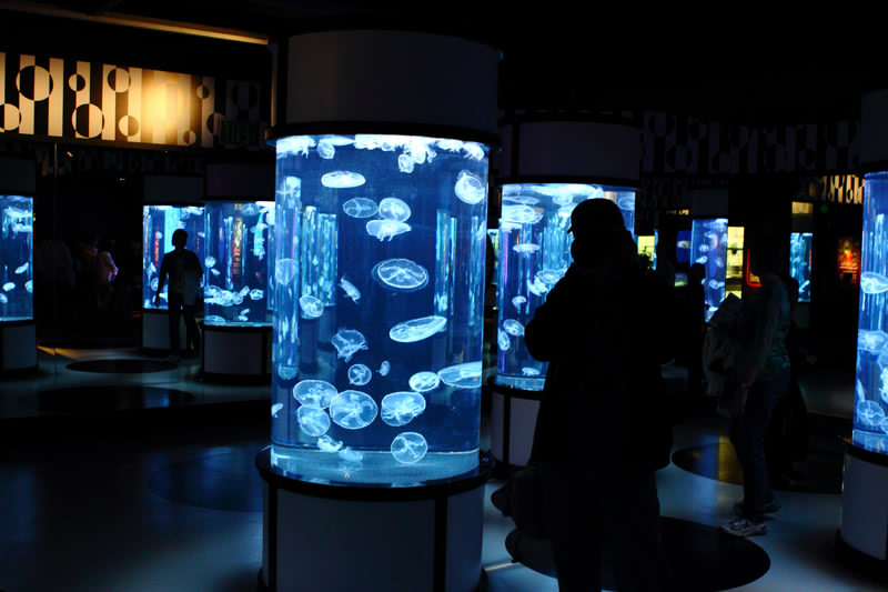 jellyfish-monterey-bay-aquarium