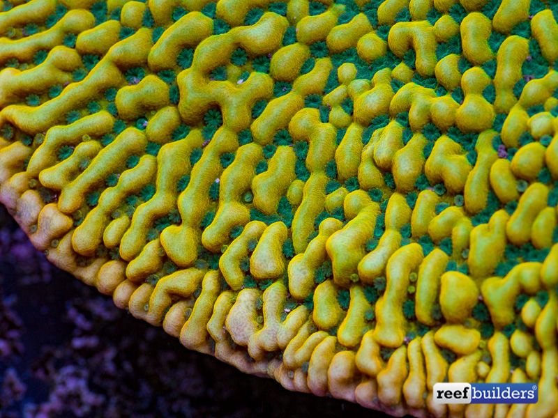 kung-pao-montipora-3