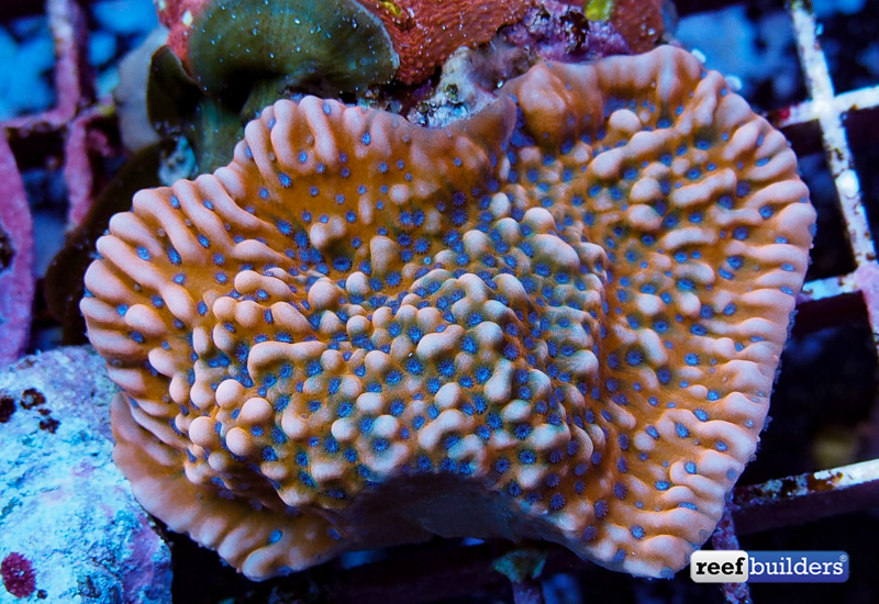 montipora-palawanensis-blue-polyp-red-1