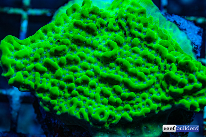 montipora-palawanensis-green-1