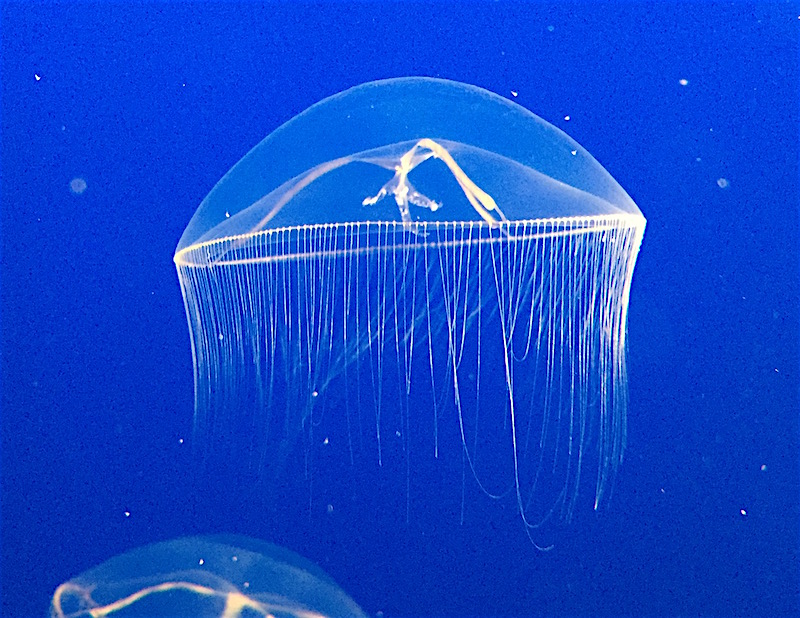 moon-jellyfish-aurelia