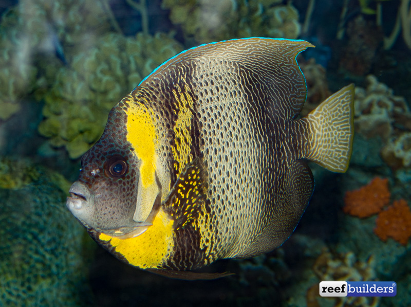 pomacanthus-zonipectus-cortez-angelfish-1