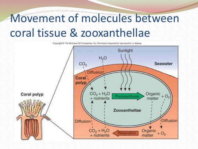 This figure shows the photosynthesis and cellular respiration of the algae and coral.