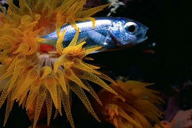 Sun coral eating a silverside fish. Photo by Ceph