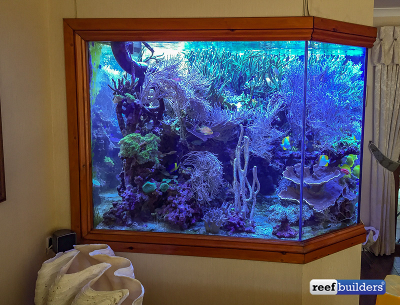 The appearance of an LPS coral at depth with natural and artificial  lighting, Reef Builders