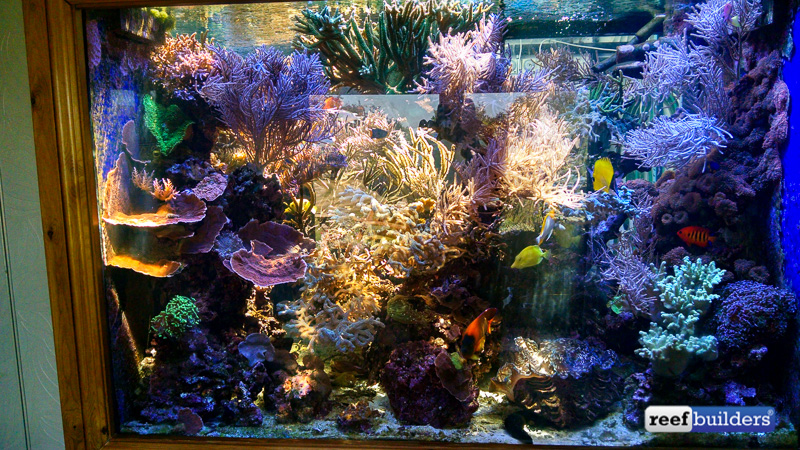 A view from the playroom showing how sunlight moves across the tank and the corals