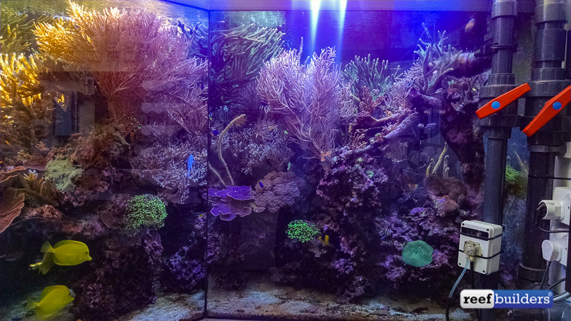 A view of the tank from the work room showing there are no dead spots where the fish and corals cannot be viewed from. Frustrating to me as the view from here looks better than the front of my tank