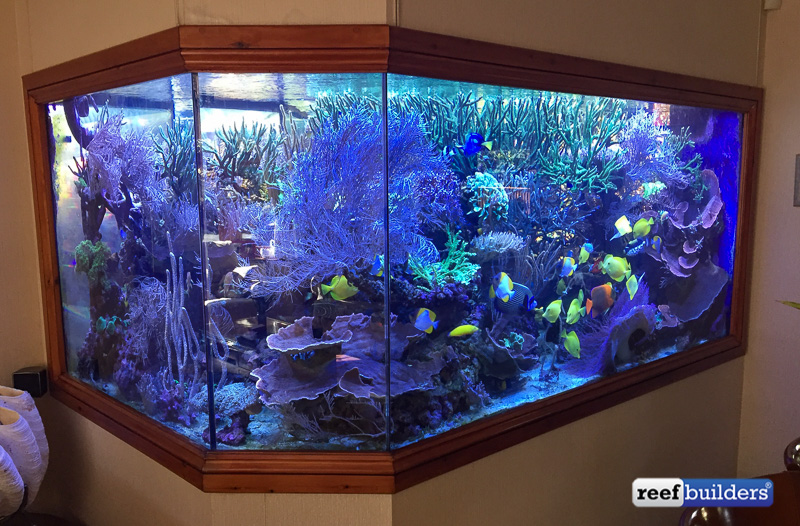 The first view of Martin's tank when you walk in the door 
