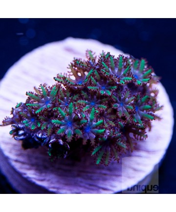 Healthy sympodium frag ready to be sold by Unique Corals.