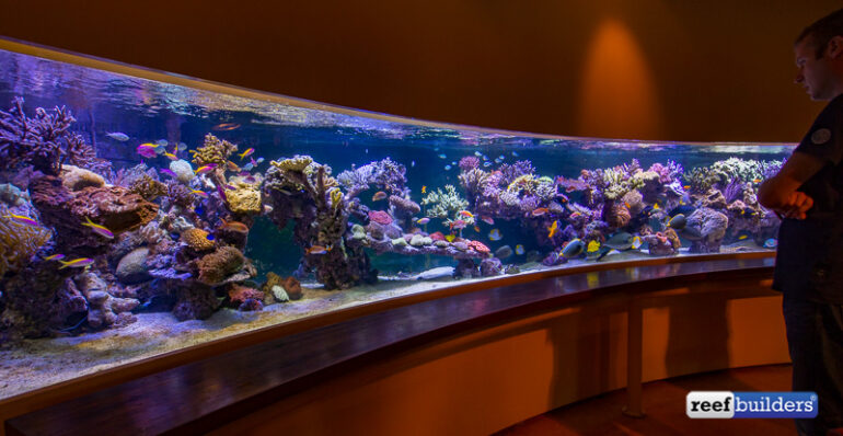 Huge Visual Update of 6-Meter Pieter's 20 Foot Reef Tank, Reef Builders