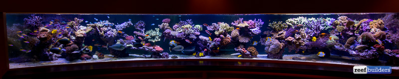 Huge Visual Update of 6-Meter Pieter's 20 Foot Reef Tank