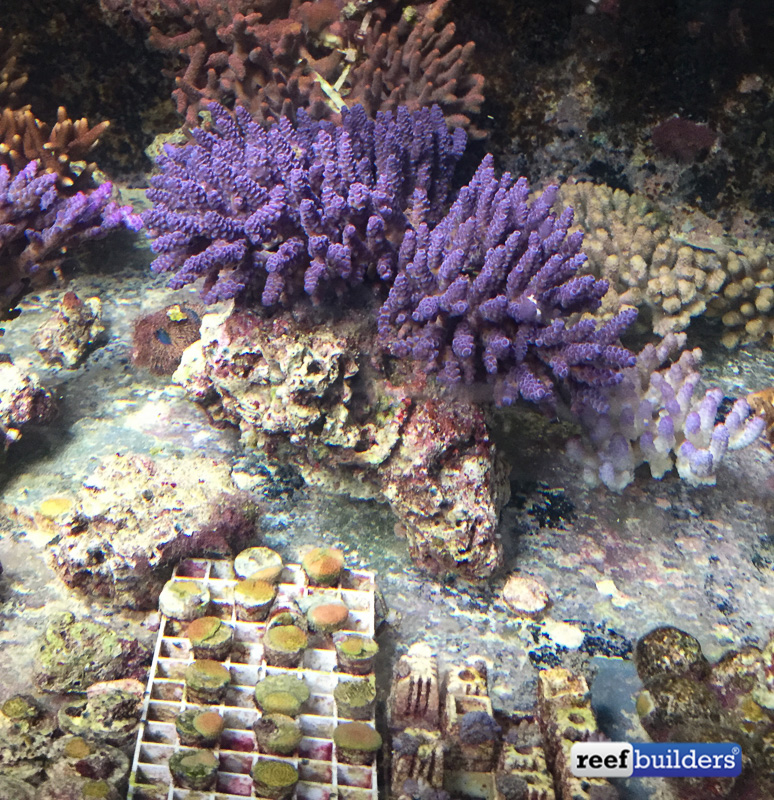 Some of the Australian corals that Jamie hopes to bring up to spawning condition n time for their next spawn 