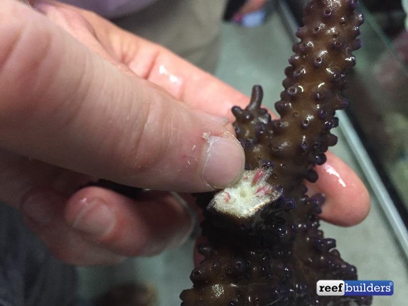 Breaking off a branch it did show eggs and sperm bundles as seen by the purplish spots in the white. This demonstrated that size alone is not a determining factor for spawning capability