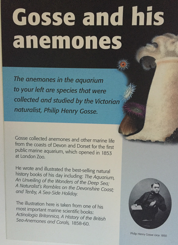 The description of the anemones that Gosse kept successfully during Victorian times 