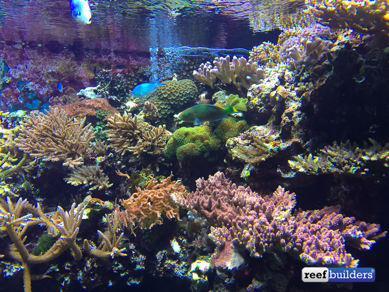 Horniman-Museum-and-Gardens-