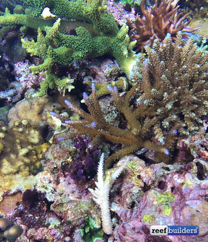 The purple valida in the center, the bleached piece is a kind of arrow, is a piece from the first colony that was successfully spawned 