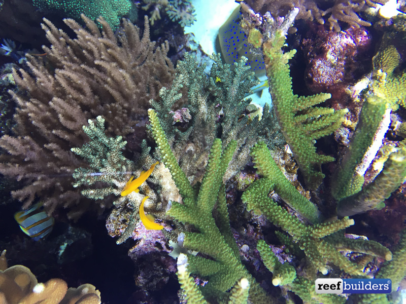 A pair of gobies and the area of Acropora they have cleared out for spawning. Corals aren't the only thing Jamie has spawning