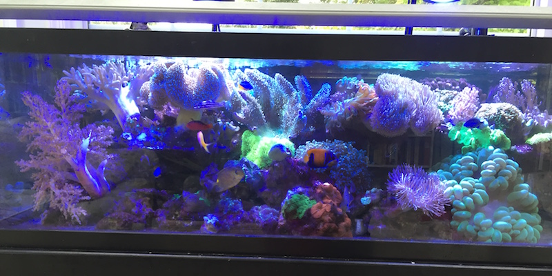 Even a simple tank of soft corals with minimal plumbing can provide headaches if care is not taken to minimize leaks or spills from it onto the carpet around it. 