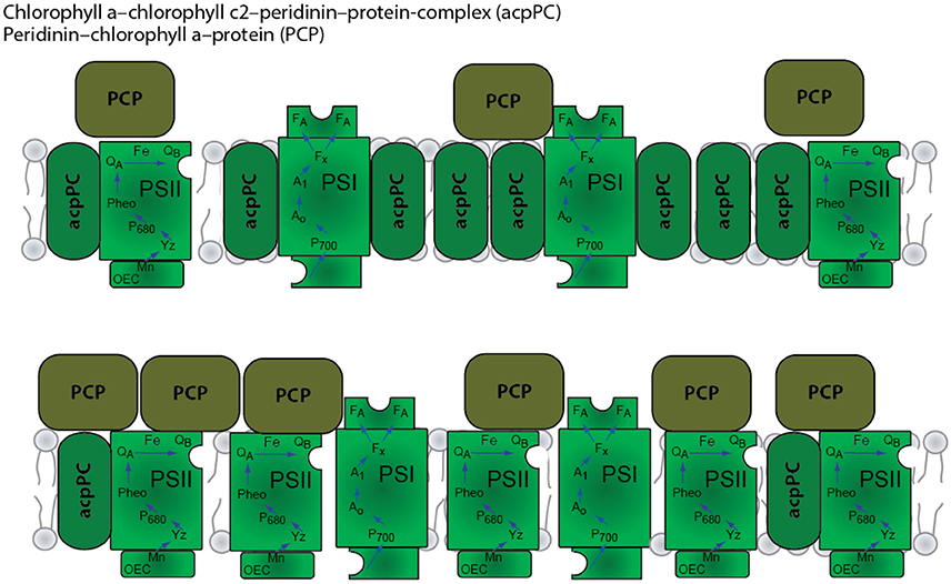 Schematic model of the organization of the photosynthetic apparatus in shallow (top) and mesophotic/deep (bottom) corals. [Fronteir]