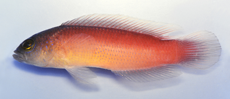 pseudochromis-yamasakii-2