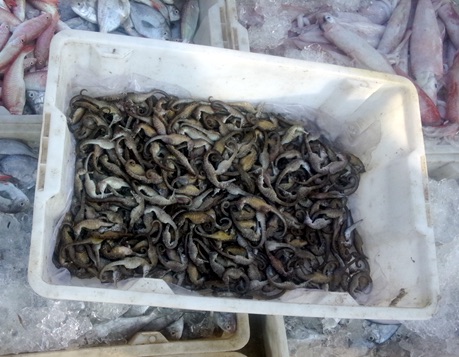Seahorses (Hippocampus trimaculatus) landed along with a few other small fishes caught by a bottom trawler at Qinglan Fishing Port, Wenchang, Hainan Province, China.