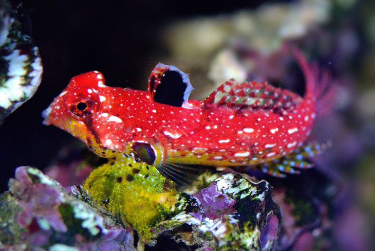 synchiropus-sycorax-is-the-new-official-name-of-the-ruby-red-dragonet