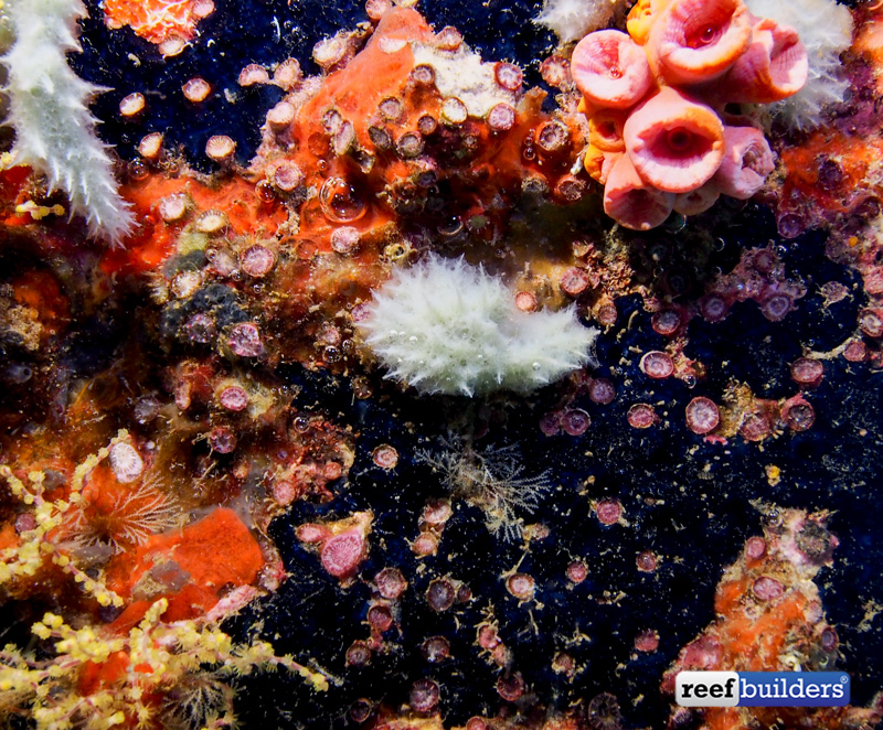 Stock photo of Hard coral (Acropora sp.) growing on a sponge (Porifera) on  coral reef…. Available for sale on