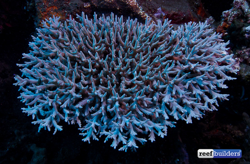 bali-acropora-2