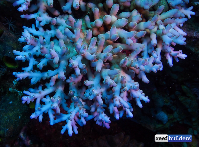 Acropora caroliniana