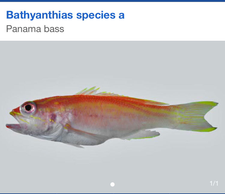 bathyanthias