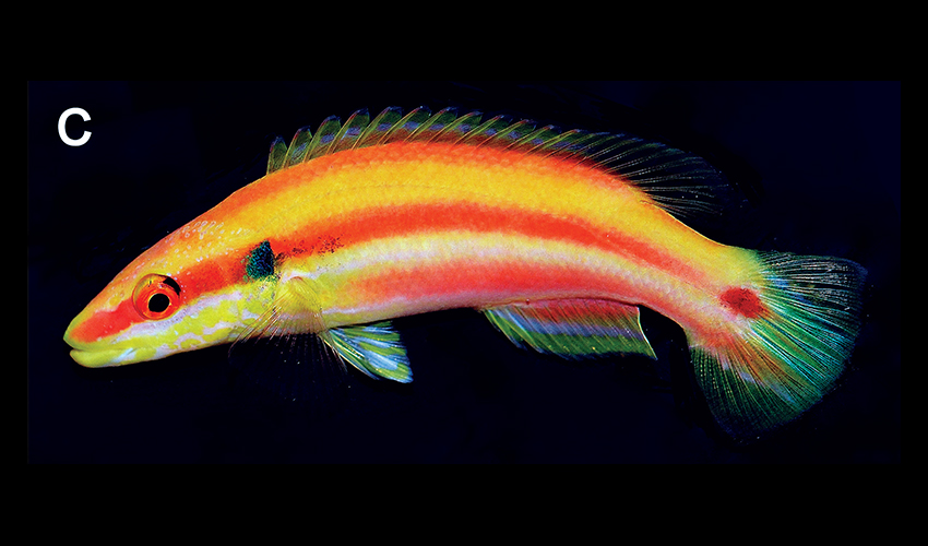 Bodianus is the newest species of hogfish from the South