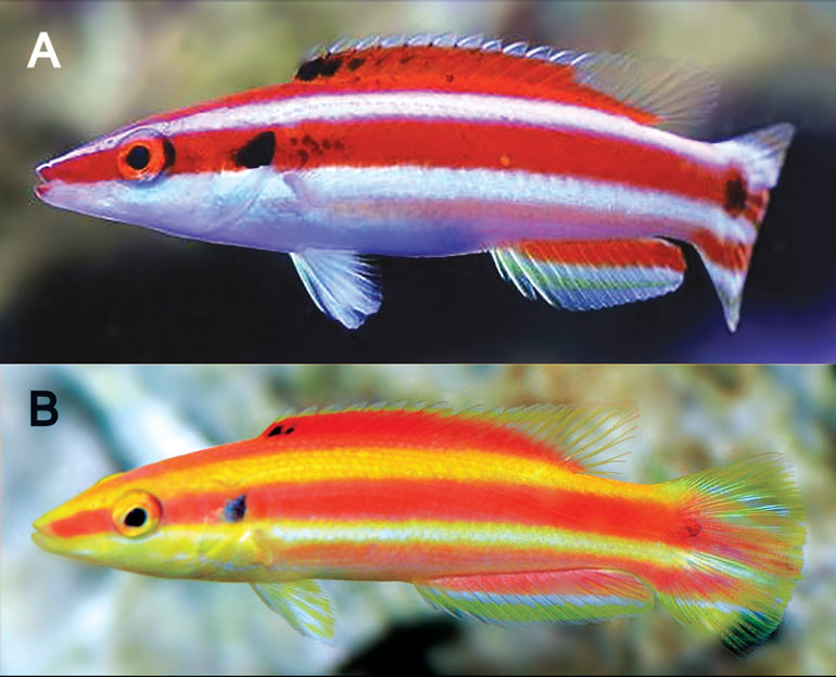 Bodianus is the newest species of hogfish from the South