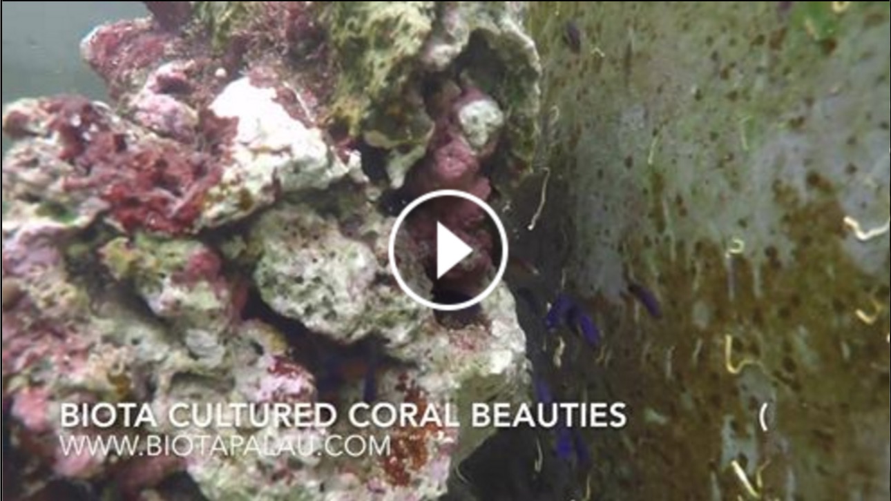 captive-bred-coral-beauty