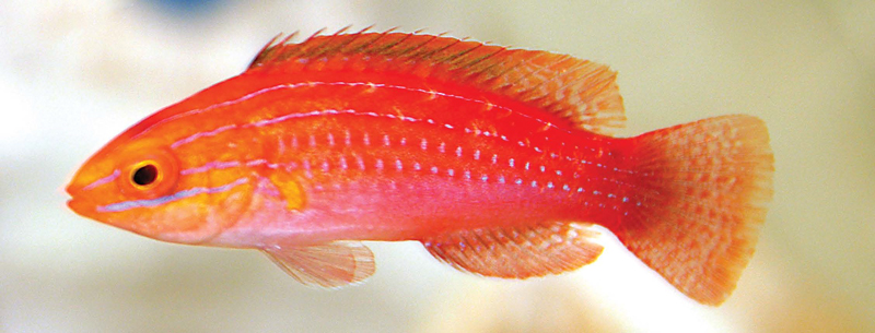 Female Cirrhilabrus africanus showing some yellow on her face. Photo H. Tanaka