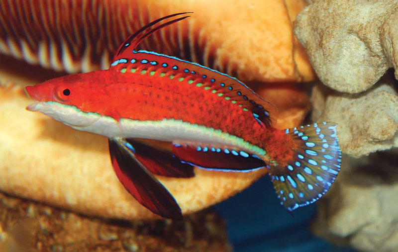 Cirrhilabrus rubeus in the aquarium. Photo H Tanaka