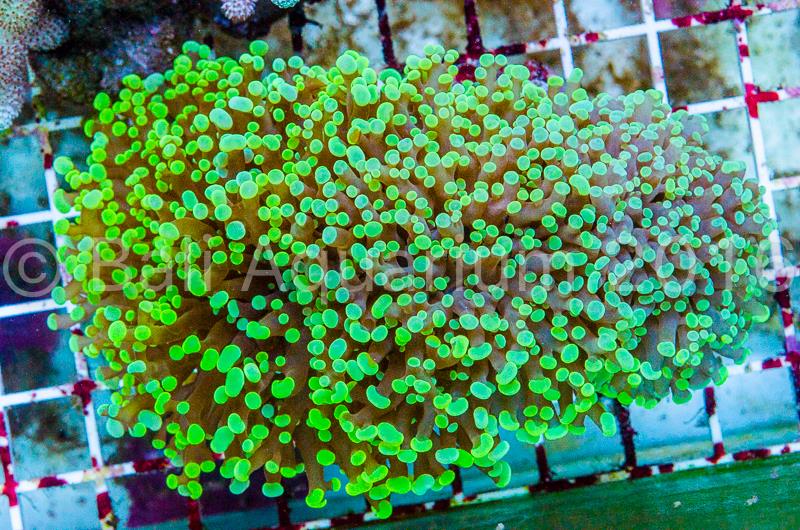 reefbuilders.com