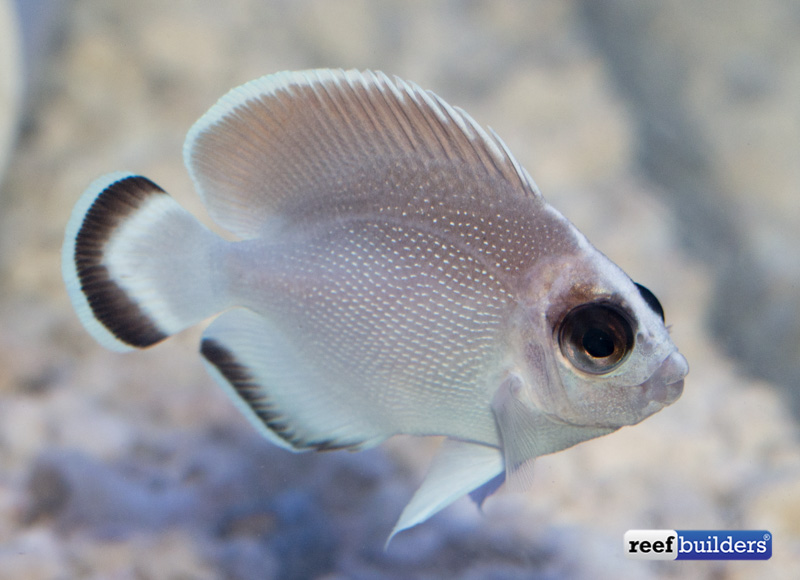 ghost-bandit-angelfish-1-3