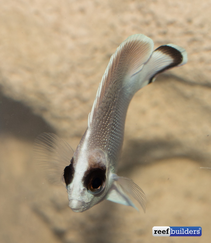 ghost-bandit-angelfish-2-2