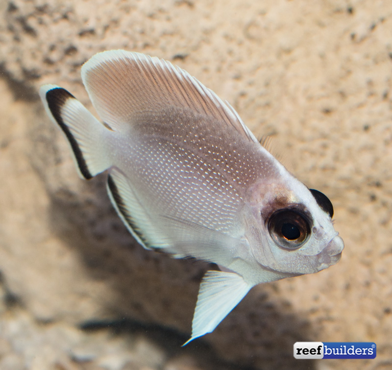 ghost-bandit-angelfish-3