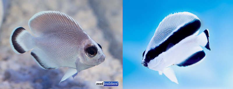 ghost-bandit-angelfish-comparison