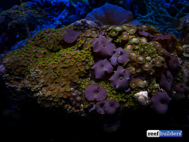 Hands On With Grassy Ledio S Rainbow Of Rx072 Par 38 Led Spotlight Reef Builders The Reef And Saltwater Aquarium Blog