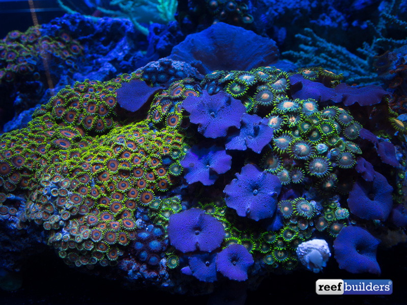 ledio-rx072-par38-led-spotlight-coral-1