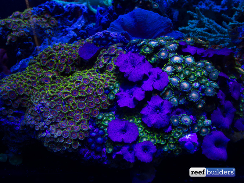 Hands On With Grassy Ledio S Rainbow Of Rx072 Par 38 Led Spotlight Reef Builders The Reef And Saltwater Aquarium Blog