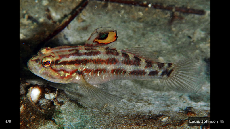 lophogobius-cyprinoides