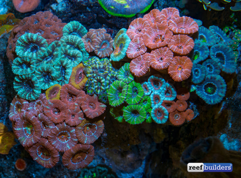Beginner Tips For LPS Corals | Reef Builders | The Reef and Saltwater
