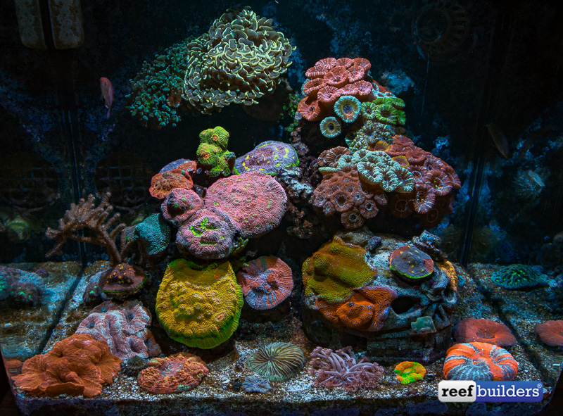 45 Gallon Reef Tank - LPS/Soft Corals - Community Photos - Nano-Reef  Community